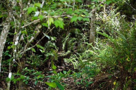 USA, Florida, Fisher Island,